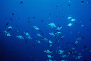I took this picture in corsica's waters with a 20 mm wide... by Pichot Franck 